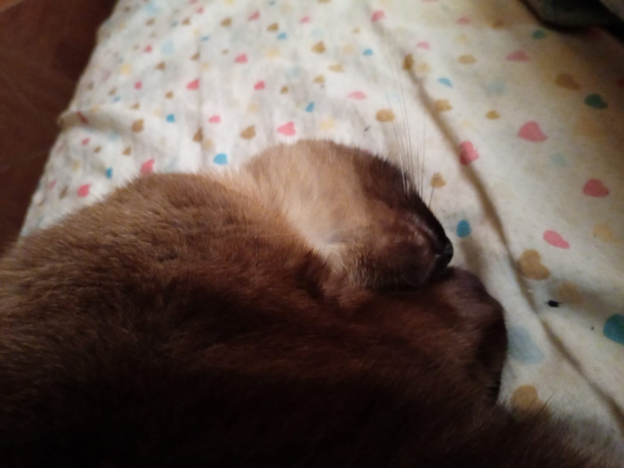 Lupe Sofía - foto 1