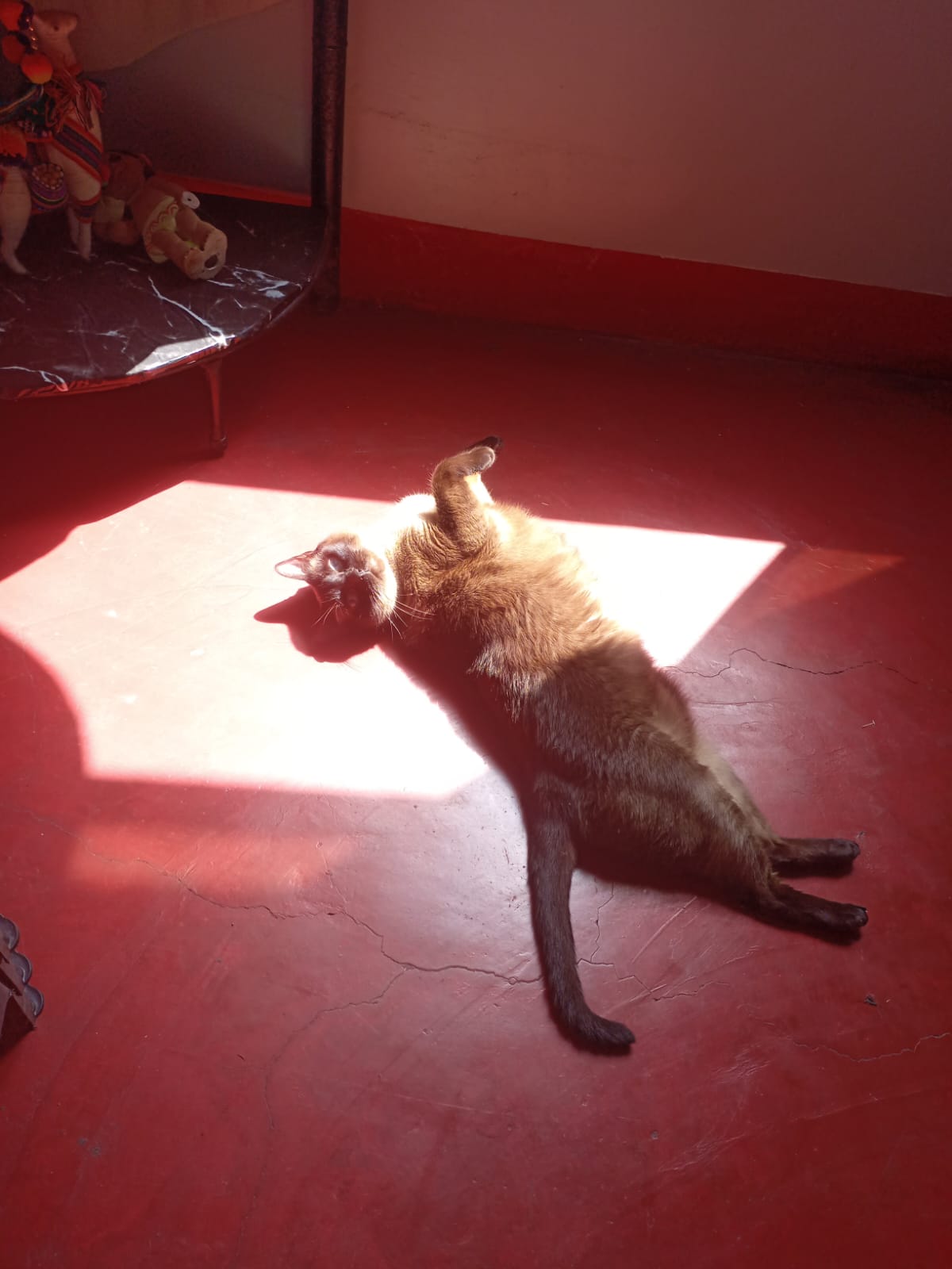 Lupe Sofía - foto 3